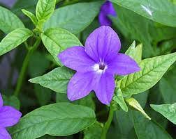 Image result for Browallia speciosa