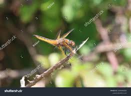 Attēlu rezultāti vaicājumam “Libellula fulva male”