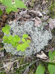 Attēlu rezultāti vaicājumam “Cladonia rangiferina”