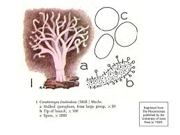 Attēlu rezultāti vaicājumam “Collaria arcyrionema stalked”