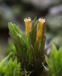 Attēlu rezultāti vaicājumam “Orthotrichum affine var. affine sporophyte”