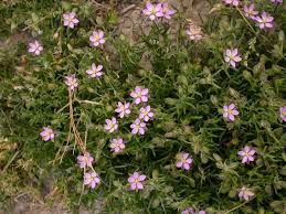 Attēlu rezultāti vaicājumam “Spergularia rubra”