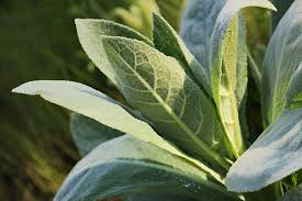 Attēlu rezultāti vaicājumam “Verbascum thapsus leaf”