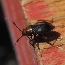 Attēlu rezultāti vaicājumam “Capsus ater”