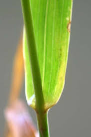 Attēlu rezultāti vaicājumam “Phalaroides arundinacea fruit”
