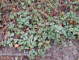 Attēlu rezultāti vaicājumam “Lamiastrum galeobdolon leaf”