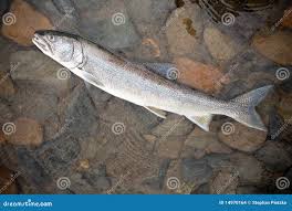 Image result for Salvelinus namaycush