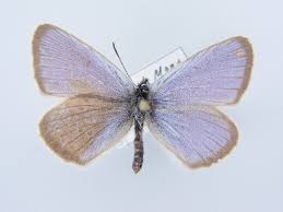 Attēlu rezultāti vaicājumam “Maculinea alcon female”