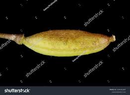 Attēlu rezultāti vaicājumam “Erophila verna fruit”