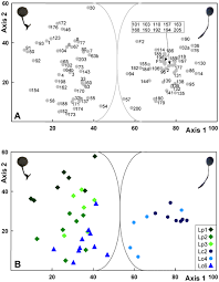 Attēlu rezultāti vaicājumam “Lamproderma puncticulatum”