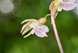 Attēlu rezultāti vaicājumam “Epipogium aphyllum flower”
