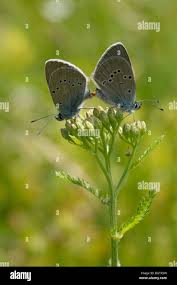 Attēlu rezultāti vaicājumam “Cyaniris semiargus underside”