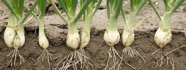 Image result for Zwiebeln