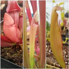 Attēlu rezultāti vaicājumam “Diderma roanense stalked”