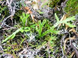 Attēlu rezultāti vaicājumam “Diphasium complanatum”