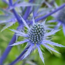Image result for Eryngium `Blue Hobbit`
