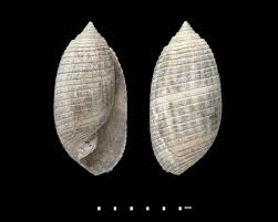 Attēlu rezultāti vaicājumam “Retinia resinella pupa”