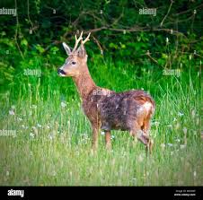 Attēlu rezultāti vaicājumam “Capreolus capreolus”