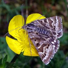 Attēlu rezultāti vaicājumam “Callistege mi”