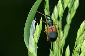 Attēlu rezultāti vaicājumam “Anchomenus dorsalis”