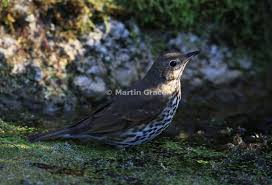 Attēlu rezultāti vaicājumam “Plectrophenax nivalis adult”