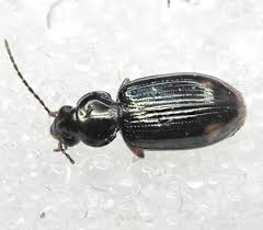 Attēlu rezultāti vaicājumam “Bembidion litorale”