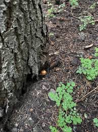 Attēlu rezultāti vaicājumam “Stropharia albocrenulata”