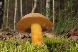 Attēlu rezultāti vaicājumam “Suillus variegatus”