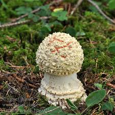 Attēlu rezultāti vaicājumam “Amanita regalis”