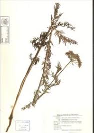 Attēlu rezultāti vaicājumam “Cnidium dubium”