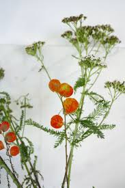 Attēlu rezultāti vaicājumam “Achillea salicifolia leaf”