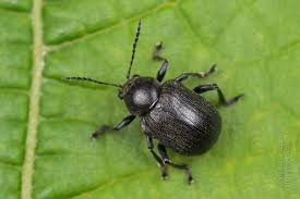 Attēlu rezultāti vaicājumam “Adoxus obscurus”