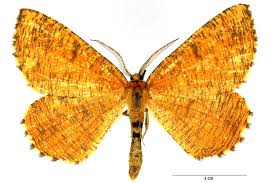 Attēlu rezultāti vaicājumam “Angerona prunaria”