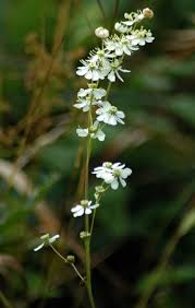 Attēlu rezultāti vaicājumam “Filipendula vulgaris flower”