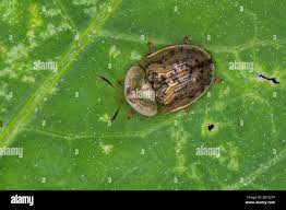 Attēlu rezultāti vaicājumam “Cassida”