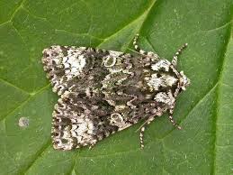 Attēlu rezultāti vaicājumam “Craniophora ligustri”