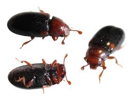 Attēlu rezultāti vaicājumam “Dacne bipustulata”