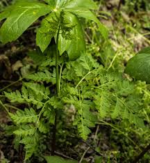Attēlu rezultāti vaicājumam “Botrychium virginianum”