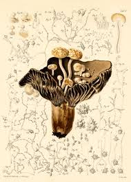 Attēlu rezultāti vaicājumam “Asterophora lycoperdoides”