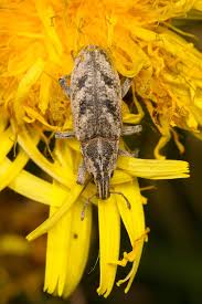 Attēlu rezultāti vaicājumam “Cleonis pigra”