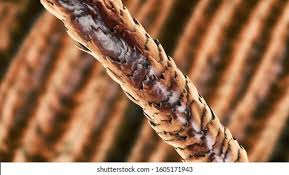 Image result for human hair microscope image