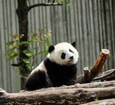 Image result for pandas