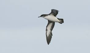 Image result for Puffinus puffinus