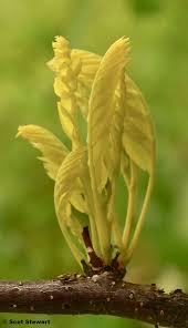 Attēlu rezultāti vaicājumam “Gleditsia triacanthos bud”