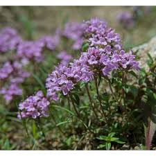 Attēlu rezultāti vaicājumam “Thymus serpyllum”
