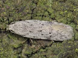 Attēlu rezultāti vaicājumam “Carpatolechia proximella”