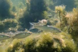 Image result for Liza aurata