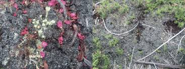 Attēlu rezultāti vaicājumam “Trapeliopsis granulosa”