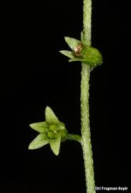 Attēlu rezultāti vaicājumam “Myosotis laxa subsp. baltica”