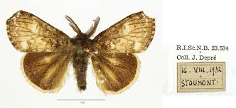 Attēlu rezultāti vaicājumam “Gynaephora selenitica larva”